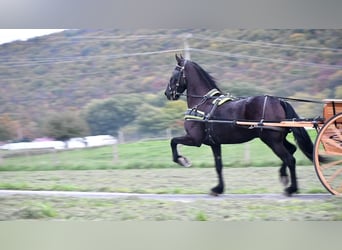 Friesian horses, Gelding, 6 years, 16.1 hh, Black