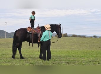 Friesian horses, Gelding, 6 years, 16.1 hh, Black