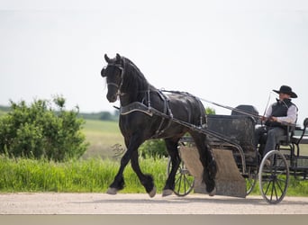 Friesian horses, Gelding, 6 years, 16.1 hh, Black