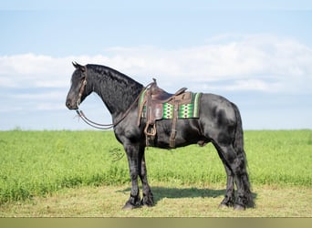 Friesian horses, Gelding, 6 years, 16.1 hh, Black