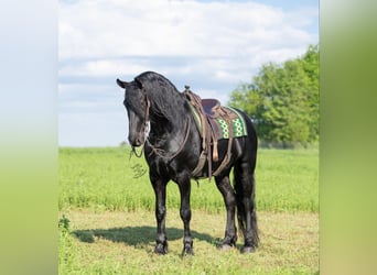Friesian horses, Gelding, 6 years, 16.1 hh, Black
