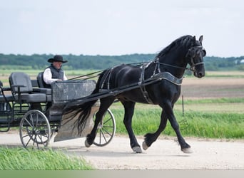 Friesian horses, Gelding, 6 years, 16.1 hh, Black