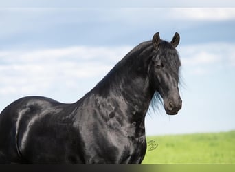 Friesian horses, Gelding, 6 years, 16.1 hh, Black