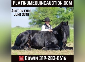 Friesian horses, Gelding, 6 years, 16.1 hh, Black