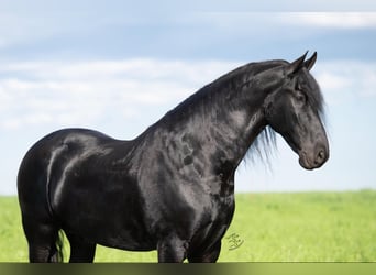 Friesian horses, Gelding, 6 years, 16.1 hh, Black