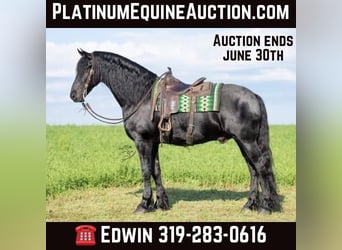 Friesian horses, Gelding, 6 years, 16.1 hh, Black