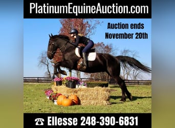 Friesian horses, Gelding, 6 years, 16.1 hh, Black