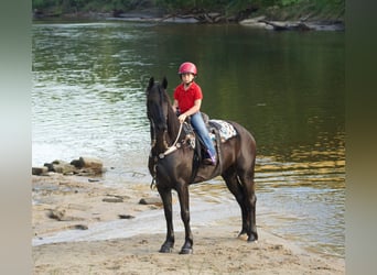 Friesian horses, Gelding, 6 years, 16.1 hh, Black