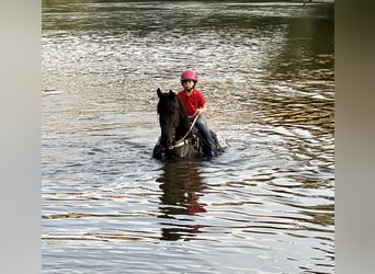 Friesian horses, Gelding, 6 years, 16.1 hh, Black