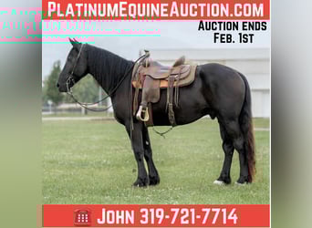 Friesian horses, Gelding, 6 years, 16.1 hh, Black