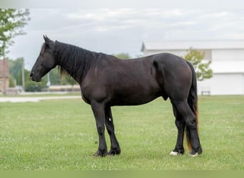 Friesian horses, Gelding, 6 years, 16.1 hh, Black