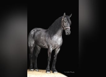 Friesian horses, Gelding, 6 years, 16.1 hh, Roan-Blue