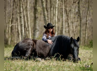 Friesian horses Mix, Gelding, 6 years, 16.2 hh, Black