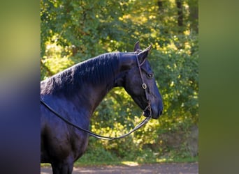 Friesian horses, Gelding, 6 years, 16.2 hh, Black