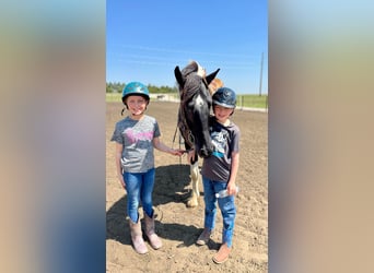 Friesian horses, Gelding, 6 years, 16,2 hh, Tobiano-all-colors