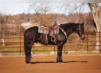 Friesian horses Mix, Gelding, 6 years, 16 hh, Bay