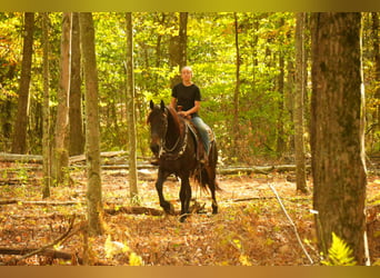 Friesian horses Mix, Gelding, 6 years, 16 hh, Bay