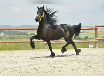 Friesian horses, Gelding, 6 years, 16 hh, Black