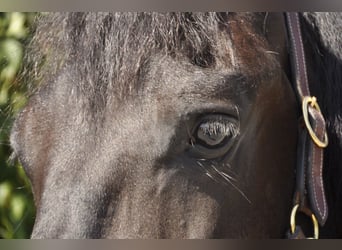 Friesian horses, Gelding, 6 years, 16 hh, Black