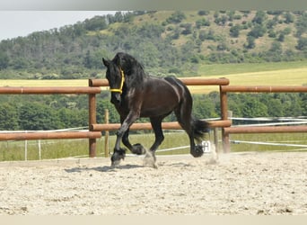 Friesian horses, Gelding, 6 years, 16 hh, Black