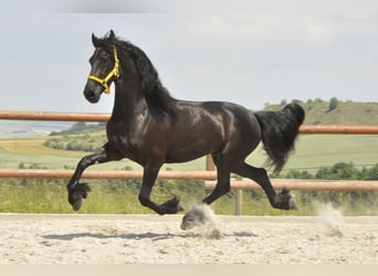 Friesian horses, Gelding, 6 years, 16 hh, Black