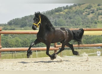 Friesian horses, Gelding, 6 years, 16 hh, Black