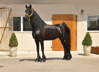 Friesian horses, Gelding, 6 years, 16 hh, Black