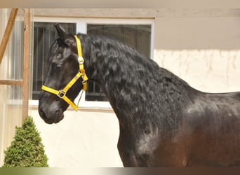 Friesian horses, Gelding, 6 years, 16 hh, Black