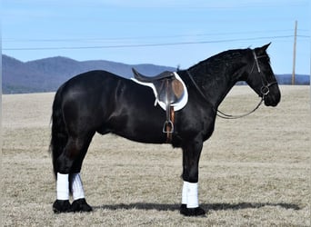 Friesian horses, Gelding, 6 years, 16 hh, Black