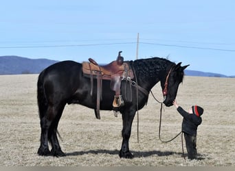 Friesian horses, Gelding, 6 years, 16 hh, Black