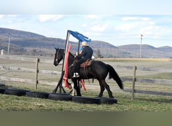 Friesian horses, Gelding, 6 years, 16 hh, Black