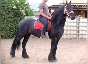 Friesian horses, Gelding, 6 years, 16 hh, Black