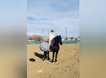 Friesian horses Mix, Gelding, 6 years, 16 hh, Black