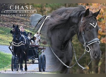 Friesian horses Mix, Gelding, 6 years, 16 hh, Black