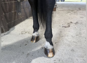 Friesian horses Mix, Gelding, 6 years, 16 hh, Black