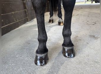 Friesian horses Mix, Gelding, 6 years, 16 hh, Black