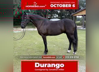 Friesian horses Mix, Gelding, 6 years, 16 hh, Black