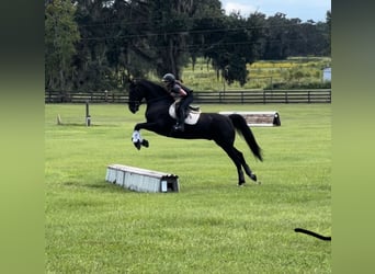 Friesian horses Mix, Gelding, 6 years, 16 hh, Black