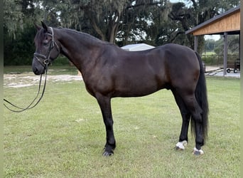 Friesian horses Mix, Gelding, 6 years, 16 hh, Black