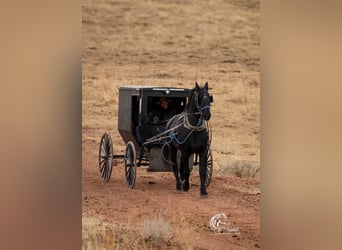 Friesian horses Mix, Gelding, 6 years, 16 hh, Black