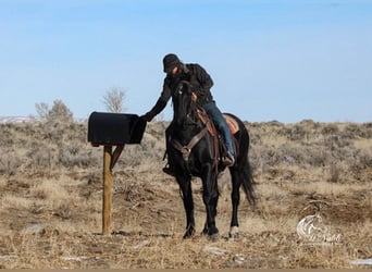 Friesian horses Mix, Gelding, 6 years, 16 hh, Black