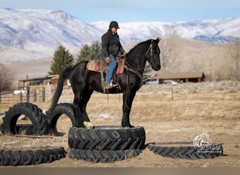 Friesian horses Mix, Gelding, 6 years, 16 hh, Black