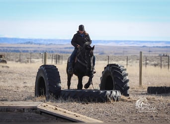 Friesian horses Mix, Gelding, 6 years, 16 hh, Black