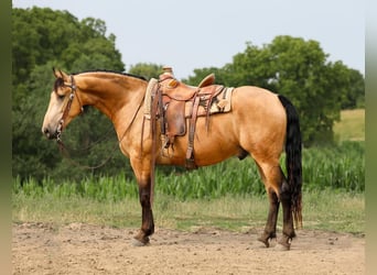Friesian horses Mix, Gelding, 6 years, 16 hh, Buckskin
