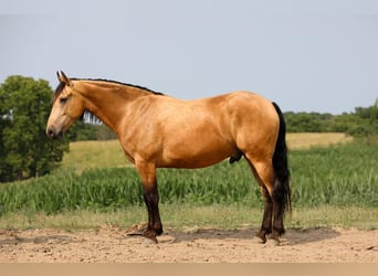 Friesian horses Mix, Gelding, 6 years, 16 hh, Buckskin