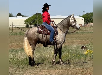 Friesian horses, Gelding, 6 years, 16 hh, Gray