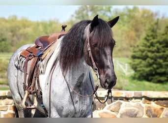 Friesian horses Mix, Gelding, 6 years, 16 hh, Roan-Blue