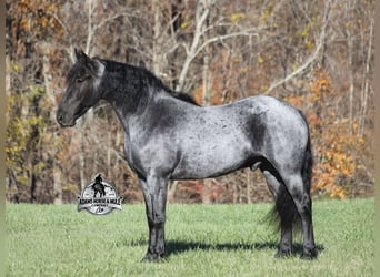 Friesian horses Mix, Gelding, 6 years, 16,1 hh, Roan-Blue