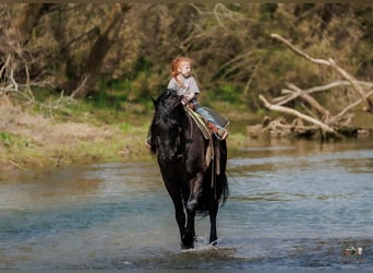 Friesian horses Mix, Gelding, 6 years, 16,2 hh, Black