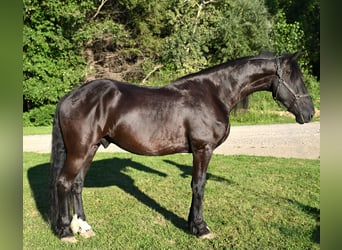 Friesian horses, Gelding, 6 years, 16,3 hh, Black